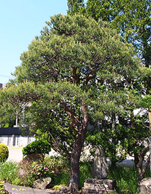 銭掛けの松(2代目)